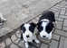 Microchipped and vaccinated collie pups. Ready for the new home
