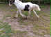 Cob colt to make 14.2