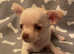 Xs chihuahua puppies 700