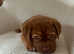Pedigree Dogue De Bordeaux Puppies