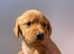 Labrador Retriever fox red puppies