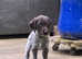 German wirehaired pointer puppies