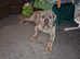Beautiful merle neapolitan mastiff x