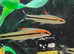 Red line Torpedo Barb