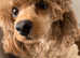 Quality DNA Health Tested F1 Maltipoo Puppies