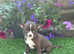 Beautiful boy chihuahua puppies Russian & KC line