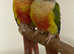 Pineapple cunner same tamed pair