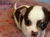 Puppy Chihuahua