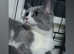 Beautiful kittens available