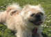 Amazing Shihtzu Female For Sale
