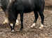 !!FRIENDLIEST FOAL!! Open to offers