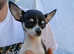 Tea cup male chihuahua puppy