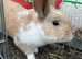 Male rabbits looking for homes