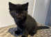 Siberian cross kittens for sale