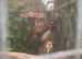 2 x Asian brown wood owls