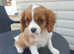 2 beautiful king Charles cavaliars