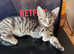 Mixed Bengal kitten for sale