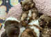 Beautiful litter of pomshih pups