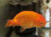Fancy goldfish