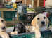 Labrador Puppies