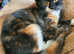 A Tuxedo Tabby and Tortoiseshell