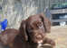 Cocker spaniel puppies