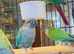 Stunning young green check conure