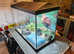 LARGE FISH TANK LIKE NEW WITH ACCESSORIES