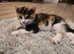 Butifull mix colored kitten for sale