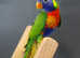 Rainbow Lorikeet,8