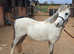Lovely Welsh A Gelding