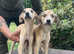 Bedlington x Lurcher puppy last boy remaining