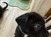 Lab x puppies