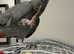 Baby African grey parrot 2 years old for re home