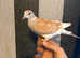 Java doves
