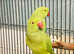 Beautiful baby green Indian Ringneck Parrot