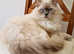 Proven Lilac Ragdoll Stud - GCCF Active