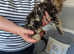 Persian x Ragdoll Kittens for sale