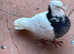 Iranian Pigeons