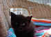 ** Lucky Black Cat - Boy **