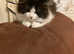 Beautiful Little Kitten (Girl)