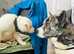 3 beautiful akita inu x American Akita pups. Chipped and 1st inoculation