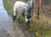 Reg spotted pony