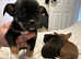 Tea Cup chihuahua puppies Brown and Black