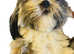 Ready to leave Lhasa apso puppies