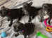 Beautiful Frug puppies!
