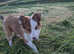 Welsh sheepdog puppy