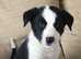 Boy collies ready now ISDS registered  Mum and Dad DNA tested and health checked