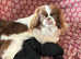 Peekapoo stunning puppies