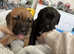 2 female dutch shepherd beagle mix pups for sale!